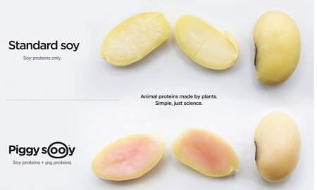 biotech.bae | Instagram | Revolutionizing Plant-Based Meat: Moolec's Ingenious Plan to Infuse Pig Genes into Soy Beans for Enhanced Flavor