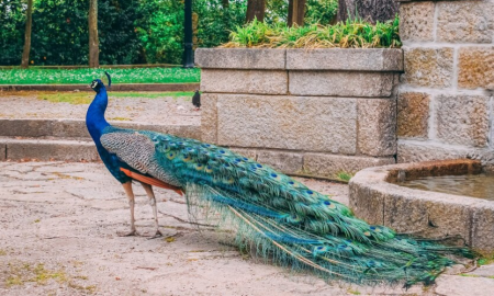 8 Most Beautiful Birds You Can Find in India