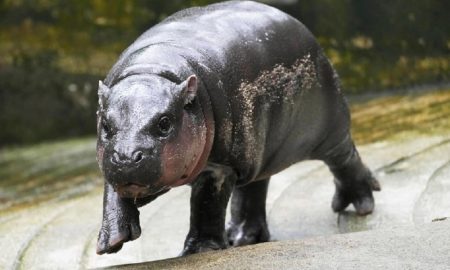 Baby pygmy hippo named Moo-Deng has captured hearts.
